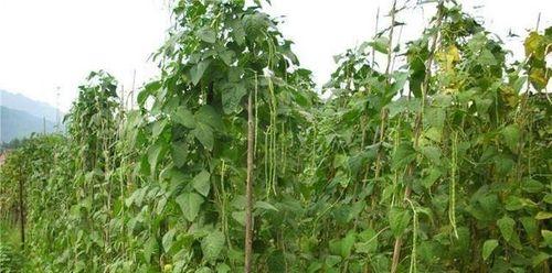 无架豆角种植的时间与方法（选对种植月份）