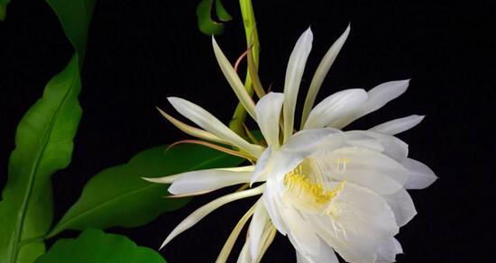 昙花之神秘传说与花语（昙花的花语与传说解析）