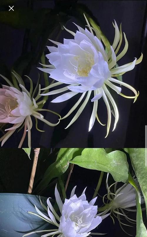 昙花的花语（逐梦的生命之花）