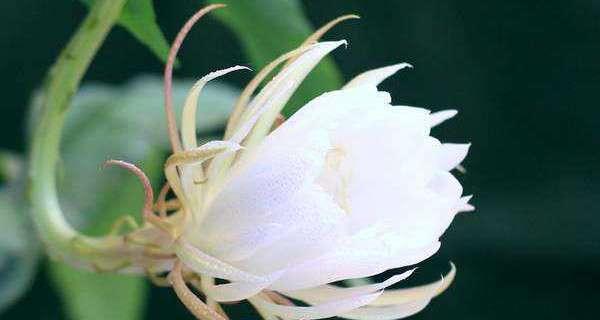 昙花的寓意与花语（探寻昙花的神秘魅力与象征意义）