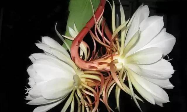昙花之美（探寻昙花花语的深层意义）