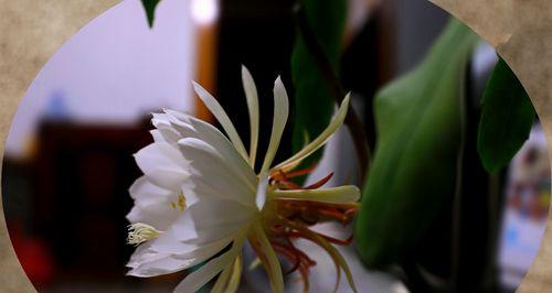 昙花花语与寓意解读（探寻昙花的神秘世界）