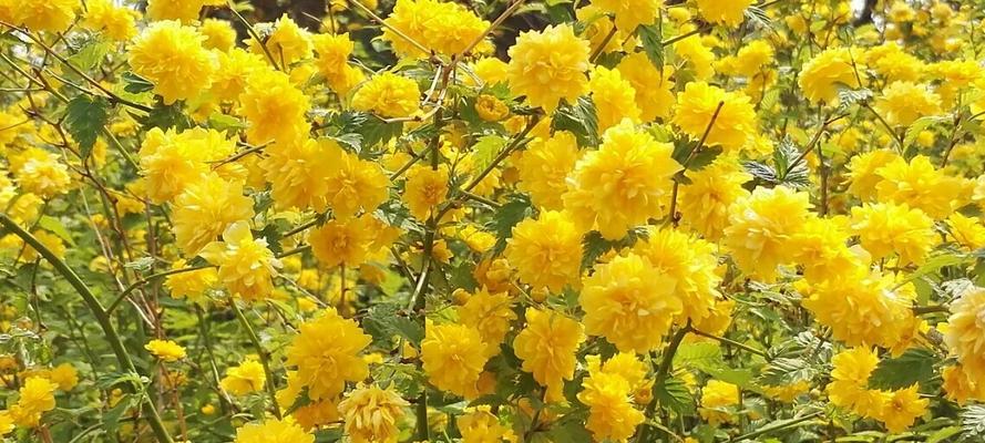 以棠棣花寓意探析（唤醒美好）