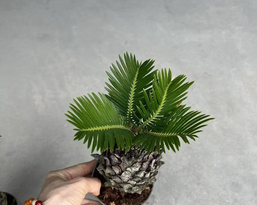 铁树的寓意与象征意义（深思生命的顽强和坚韧不拔）