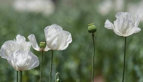 豌豆花之花语的传承与魅力（豌豆花的花语之美——让爱与希望永不凋零）