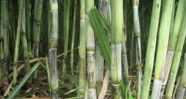 河南地区甘蔗种植指南