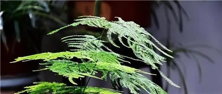 文竹花语（探寻文竹的花语意义）