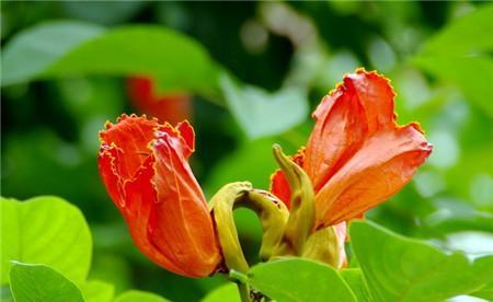 无忧花的花语（传递欢乐与快乐的花朵）