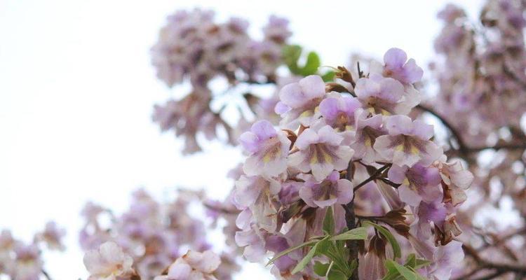 梧桐花的美丽与意义（探究梧桐花的寓意及其象征意义）