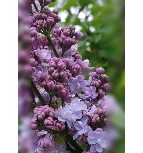 五瓣丁香花的含义与象征（探寻五瓣丁香花的花语和意义）
