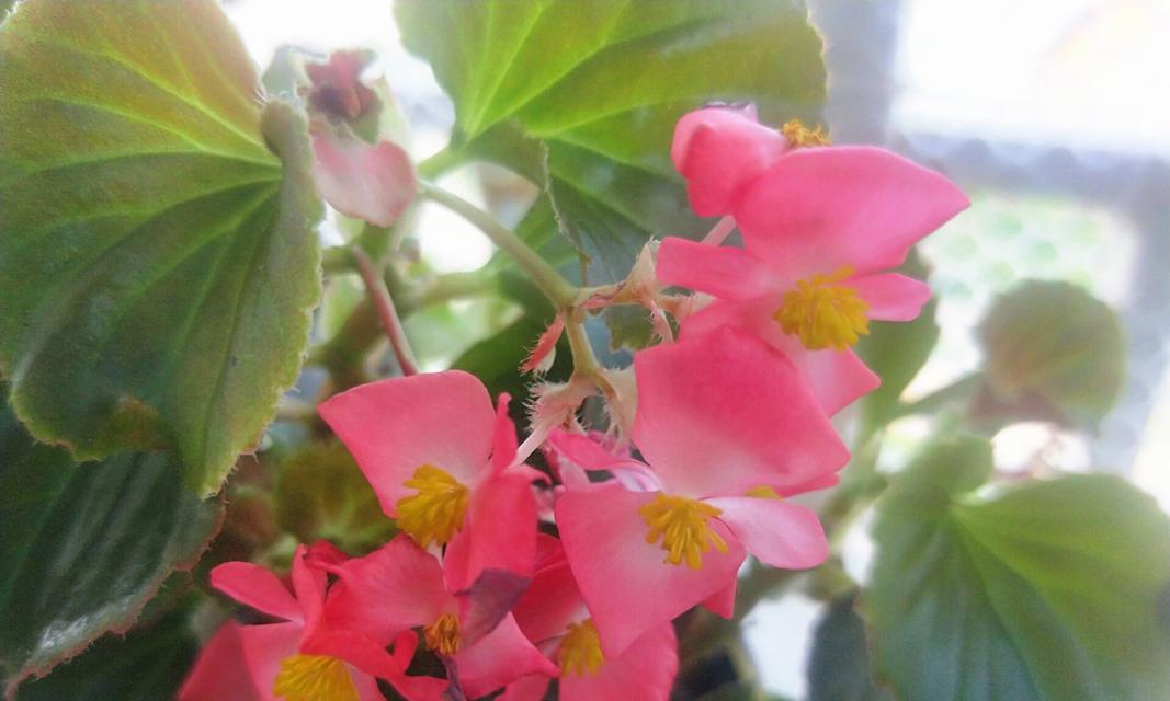 为什么海棠不开花（解析海棠不开花的原因及对策）