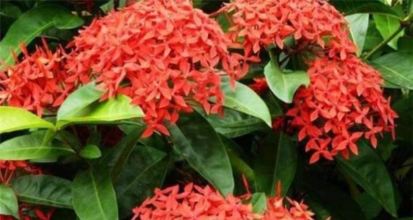 仙丹花的花语与传说（解读仙丹花的神秘花语及其美丽传说）