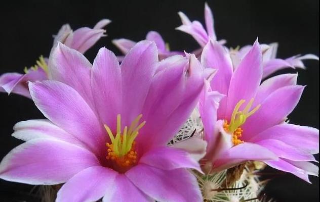 仙人掌的花语（探索仙人掌花语中的意义与象征）