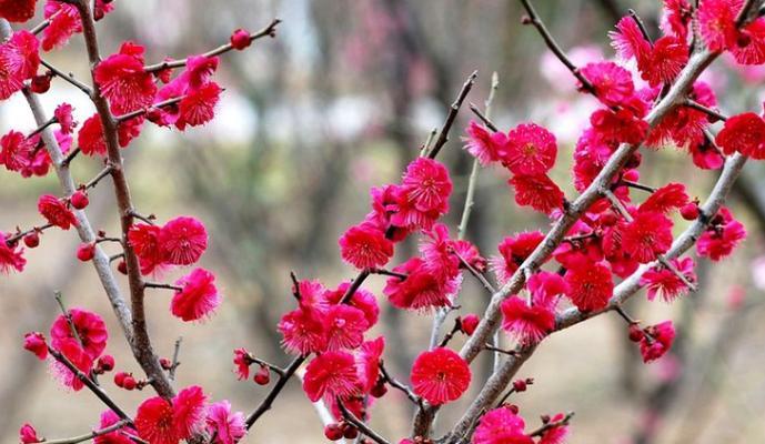 红梅一年开几次花（揭秘红梅开花周期）