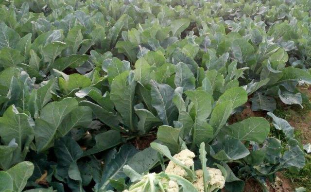 秋花菜种植全攻略（时间、方法、护理）