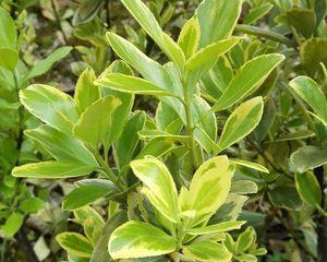 黄杨的生长环境和特征（探究黄杨是否是草本植物）