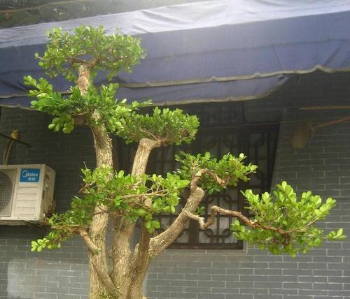 黄杨修剪最佳时间（如何掌握黄杨修剪的时间）