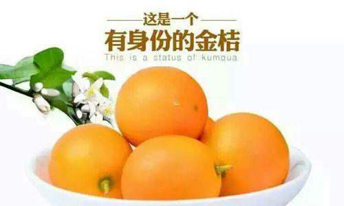 金桔采摘的最佳时间和季节（掌握采摘时间）