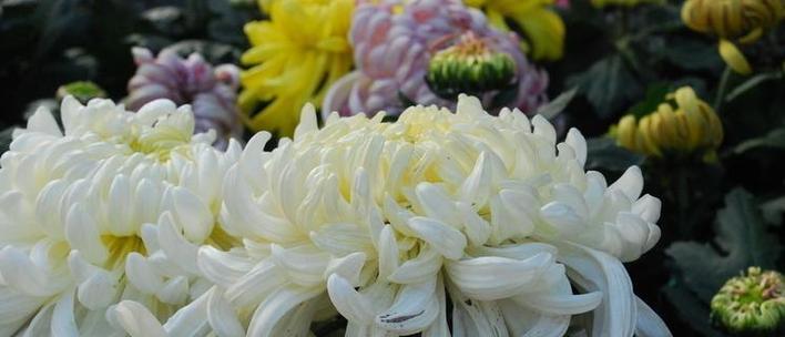 绿色菊花花语（了解绿色菊花的代表意义与价值）