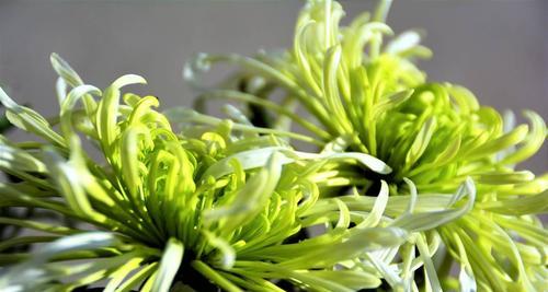 菊花剪枝的正确时机（合适的季节和技巧让菊花更美丽）