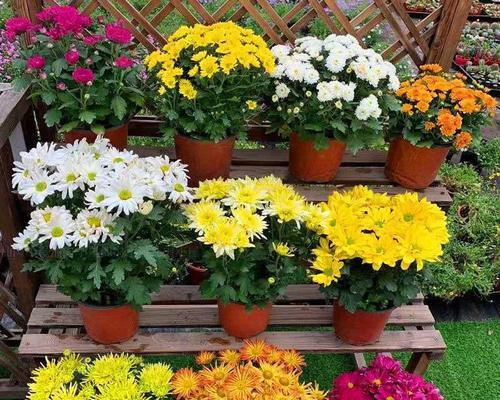 菊花的室内养护方法（适合家庭养护的6种菊花和常见问题解决）