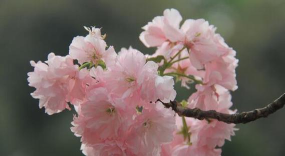 美人樱花的花语与意义（揭开美人樱花的神秘面纱）