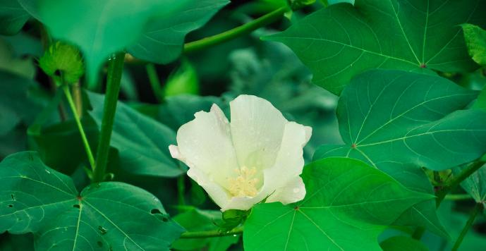 以棉花代表生肖的象征意义（揭开生肖与棉花之间的奇妙联系）