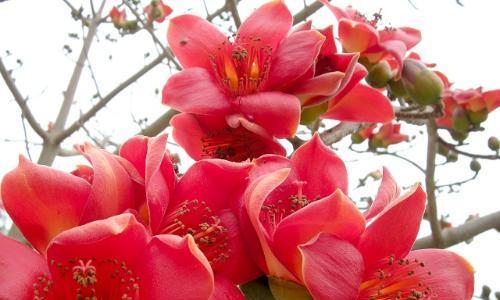棉花的花语和寓意（揭开棉花的神秘面纱）