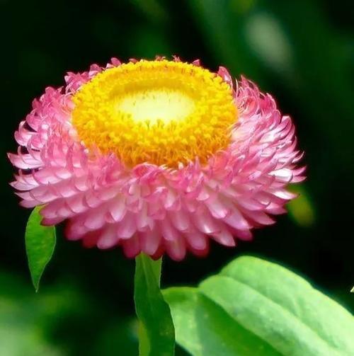 球菊的花语与寓意（球菊的象征与传说）