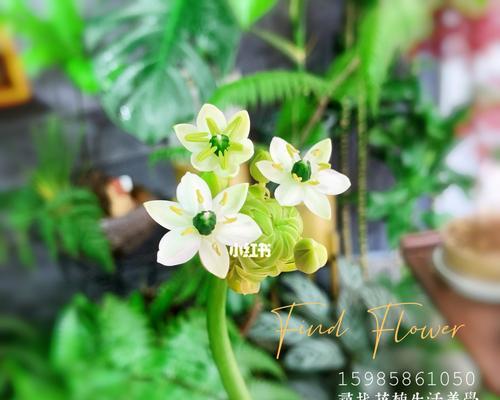 绒花之意——绚烂多彩的花语与寓意（诠释绒花之美）