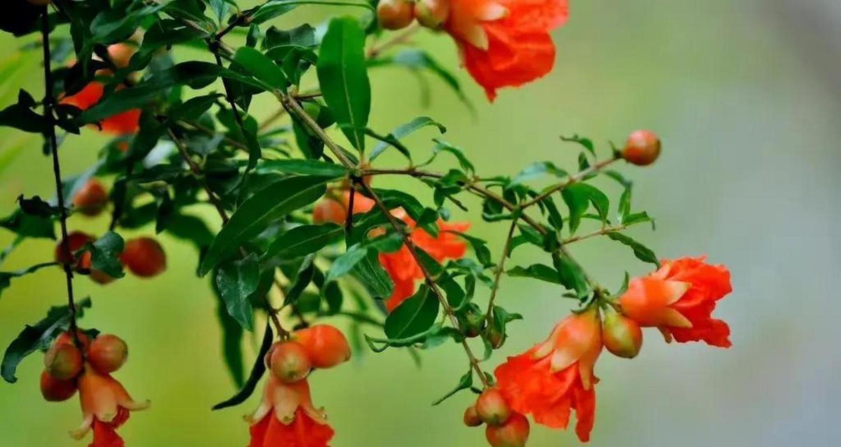 石榴花花语的意义解析（探寻石榴花花语的深层含义）