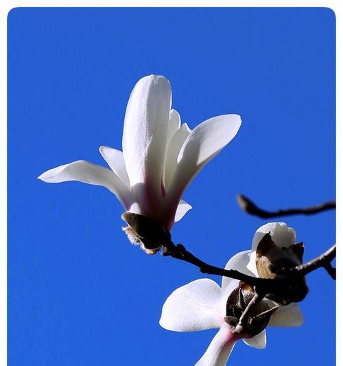 感谢之花（感恩之情）