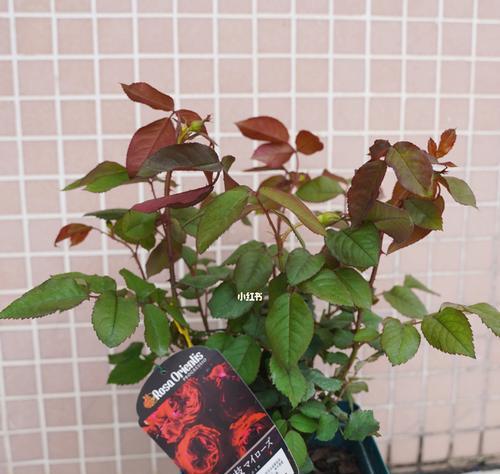 花开迎回家（以美丽的花朵传递温暖的欢迎回家）