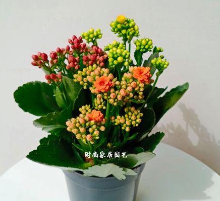 可爱之花（用花朵表达可爱的情感与品质）