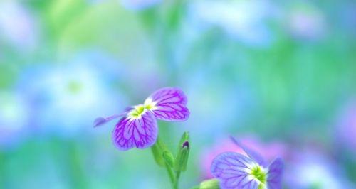 梦想的花园（绽放无限希望的花海）