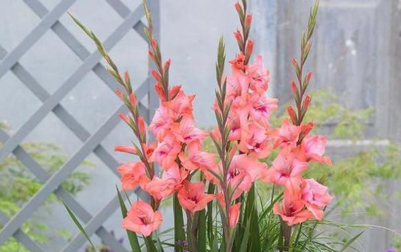 用花语表达歉意（选对花）