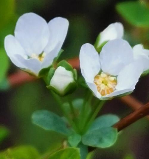 花开生命，映照永恒（以花为媒）