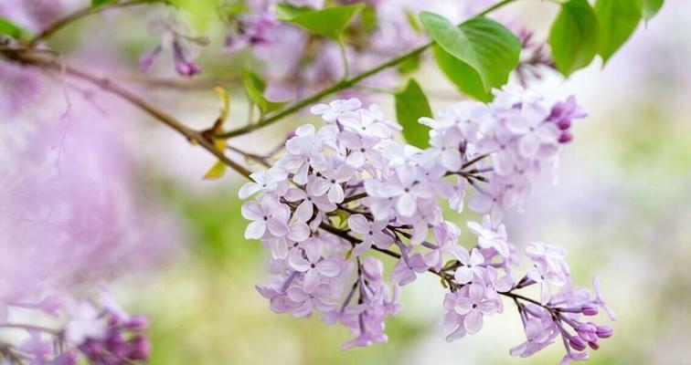 永恒的思念——以白色郁金香代表去世的人（用花开的姿态留住逝者的记忆）