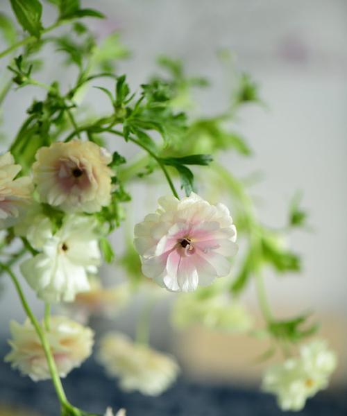 花语温柔（花海中的温柔永恒）