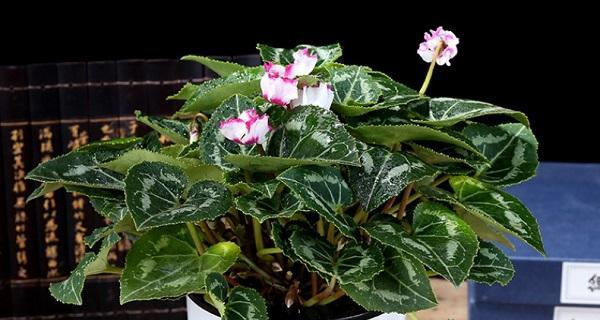 以花为代表的喜欢（用花语表达真挚情感）