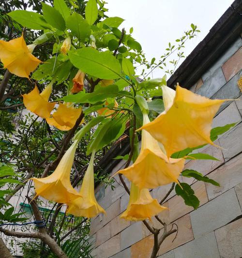 智慧之花绽放（用花朵传递智慧的力量）