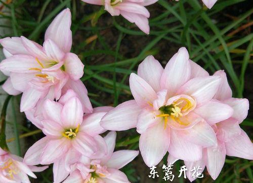 花语中的忠诚（探寻花朵背后的忠诚寓意）