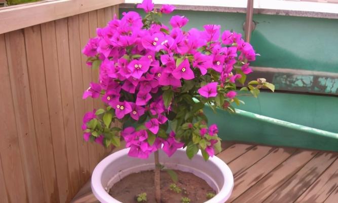 自负自恋的花之美丽与荒诞（当自恋遇上花朵）