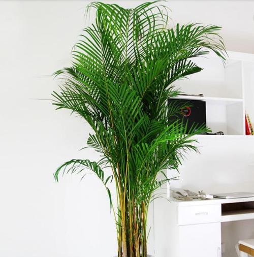 凤尾竹养护指南（室内观赏植物的不二选择）