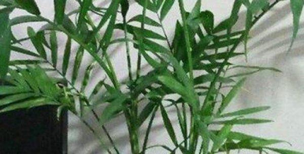 如何治疗凤尾竹烂叶子问题（解决凤尾竹烂叶子的方法和注意事项）