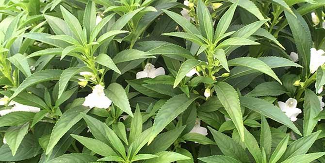 探秘凤仙花叶子的奇妙形状（揭开凤仙花叶片的神秘面纱）