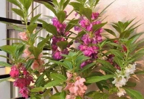 凤仙花的生长与开花（养护技巧）
