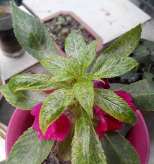 掌握凤仙花的关键技巧，让它在您的花园绽放（掌握凤仙花的关键技巧）