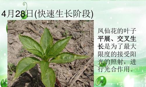 凤仙花扦插繁殖教程（让凤仙花变得更多姿多彩）