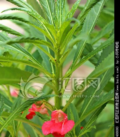 了解凤仙花的形态和生长条件（了解凤仙花的形态和生长条件）